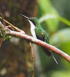 Black Eared Fairy