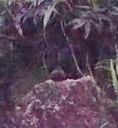 Blackish Nightjar