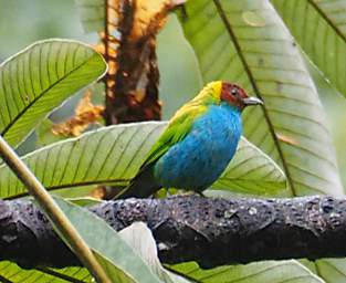 Bay Headed Tanager