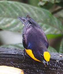 Thick Billed Euphonia