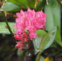Flower Xxx Pink