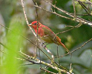 Bird Xxx Red Hooded Tanager