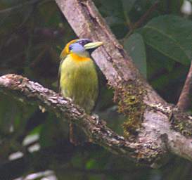 Red Headed Barbet F