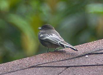 Black Phoebe