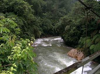 Copalinga Bombuscaro R