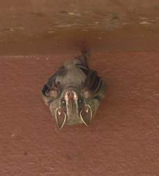 Copalinga Bat