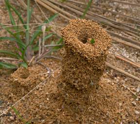 Copalinga Leafcutter Ant Mound