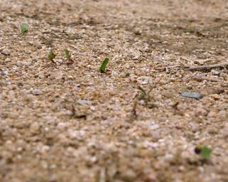Copalinga Leafcutter Ants
