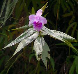 Copalinga Orchid Purple