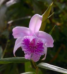 Copalinga Orchid Purple
