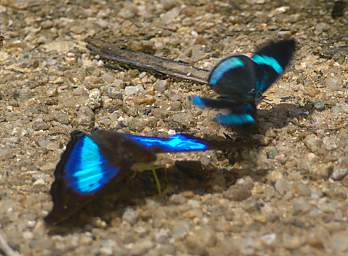  Cherubina Emperor Doxocopa Laurentia Cherubina Cramers88 Diaethria Clymena