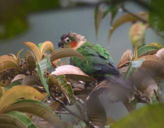 White Breasted Parakeet