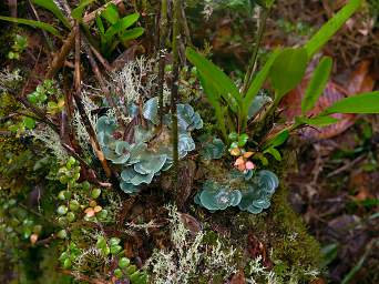 Copalinga Fungi