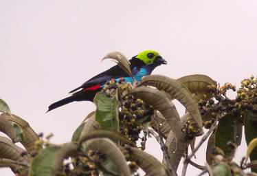 Copalinga