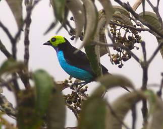 Paradise Tanager