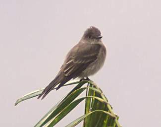Bird Xxx Eastern Wood Peewee