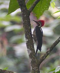 Lineated Woodpecker