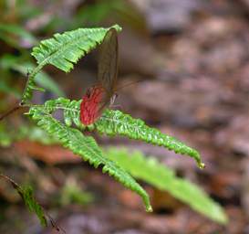  Paradise Phantom Cithaerias Phantoma