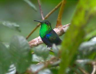 Fork Tailed Woodnymph