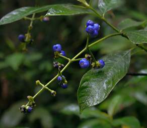 Copalinga Blue Berries