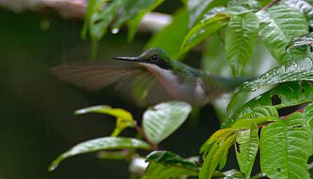 Black Eared Fairy