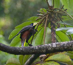 Crested Oropendola