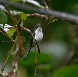 Black Eared Fairy