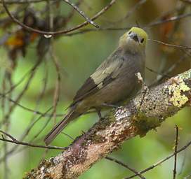 Palm Tanager