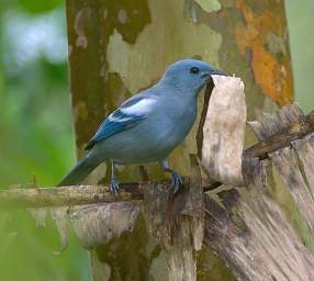 Blue Grey Tanager