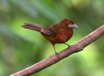 Silver Beaked Tanager F