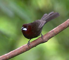 Silver Beaked Tanager