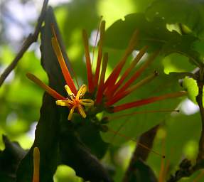 Jorupe Flower Yellow Orange Curly