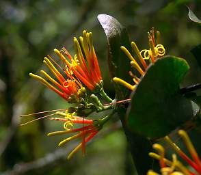 Jorupe Forest Reserve