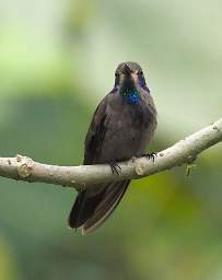 Brown Violetear