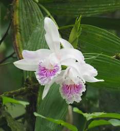 Orchid Xxx White Pink