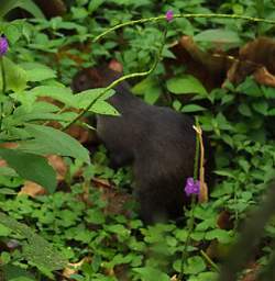 Agouti