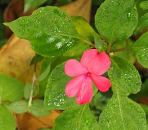 Flower Xxx Pink