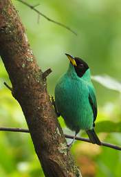 Green Honeycreeper