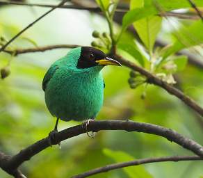 Green Honeycreeper