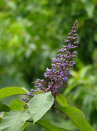 Flower Xxx Lavender