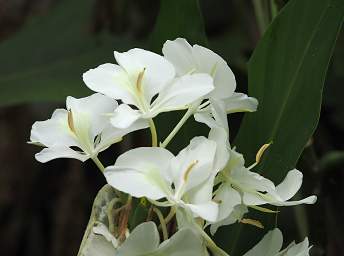 Orchid Xxx White