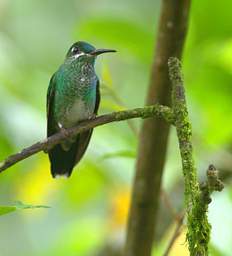 Green Crowned Brilliant F