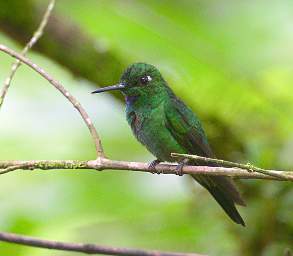 Green Crowned Brilliant