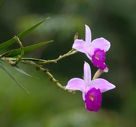 White Violet Orchid