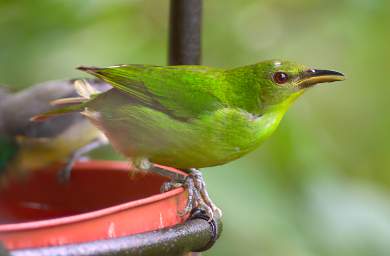 Green Honeycreeper F