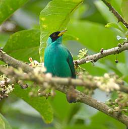 Green Honeycreeper