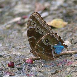 Butterfly Xxx Blue Brown Eyeballs