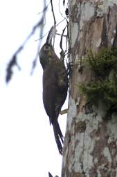 Olive Backed Woodcreeper