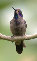 Brown Violetear