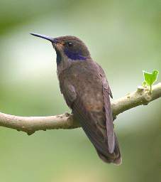 Brown Violetear